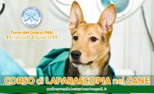 Corso di “Laparoscopia nel cane”