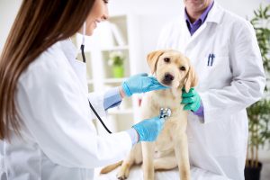 Proroga termine prescrizione medico veterinaria elettronica