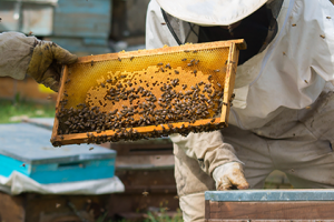 Corso di perfezionamento “Gestione igienico sanitaria degli apiari a salvaguardia dell’ambiente e della biodiversità”