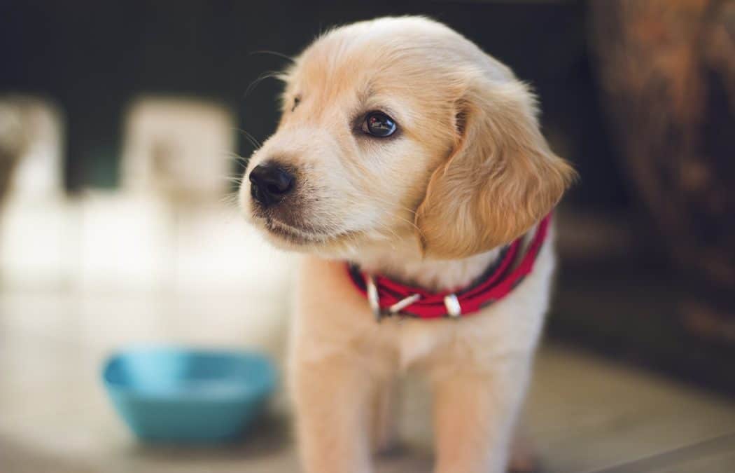 Chiarimenti su definizione di medicinale veterinario