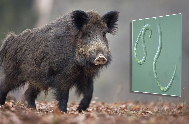 Fauna Selvatica: larve di trichinella in un cinghiale in provincia di Salerno.