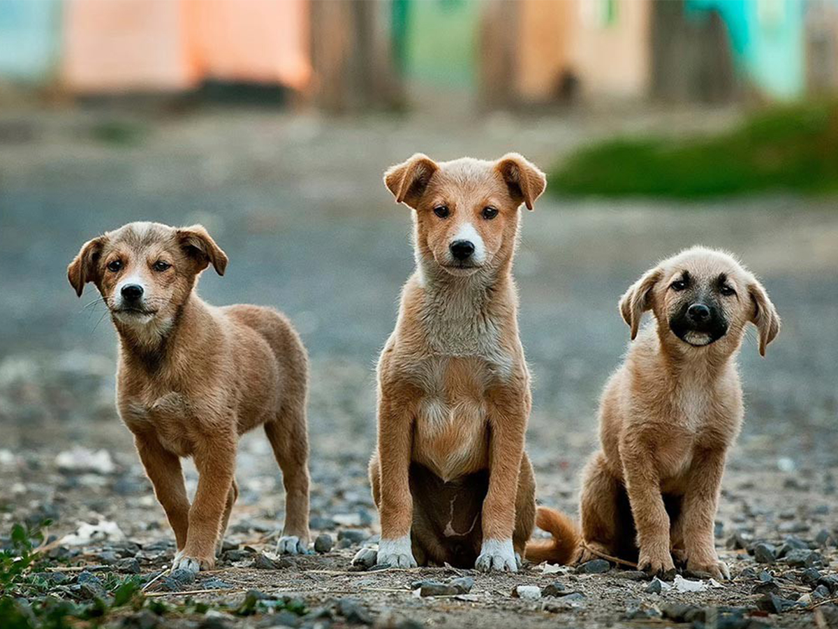 Procedura operativa per le movimentazioni internazionali di cani randagi.