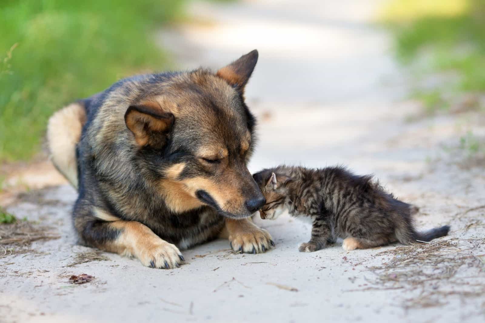 Portale Nazionale degli Avvelenamenti Dolosi degli Animali – modalità di registrazione e segnalazione